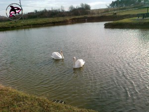 Labudovo Jezero 2
