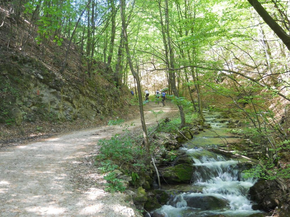 Biciklisti u šumi