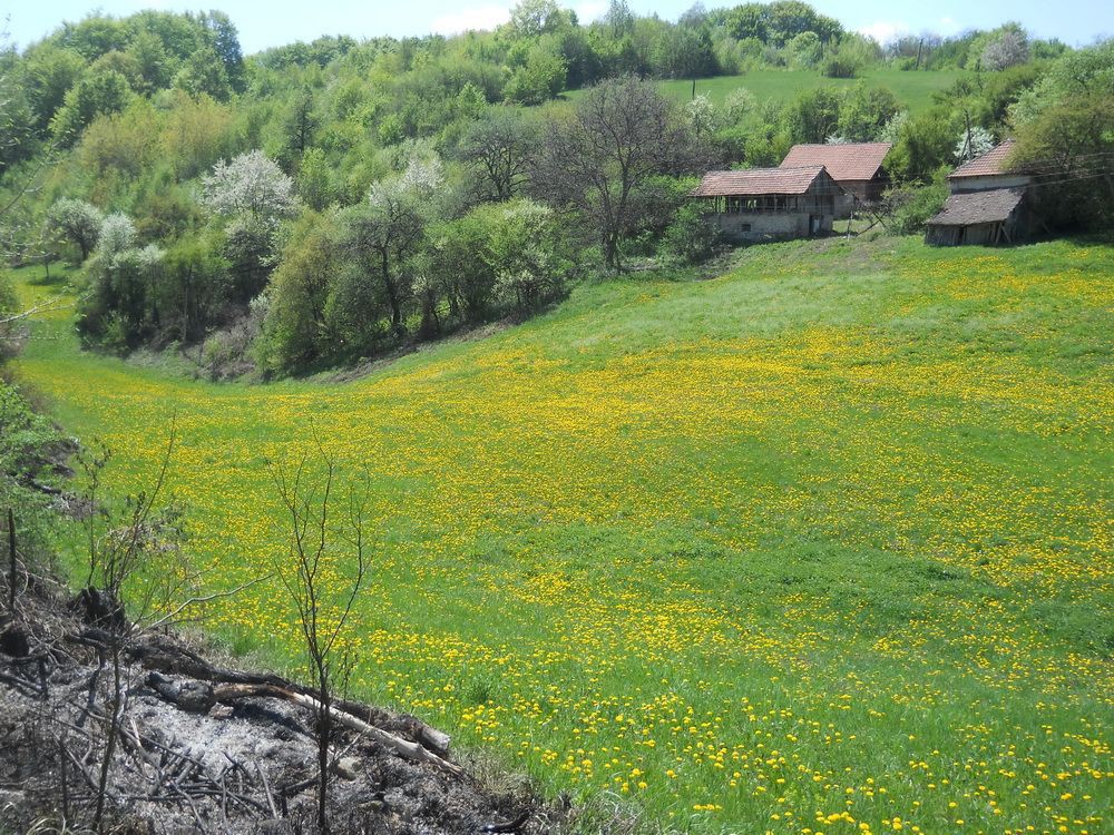 Maslačak