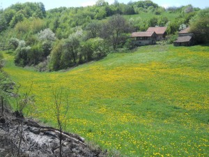Maslačak