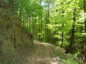 Trest