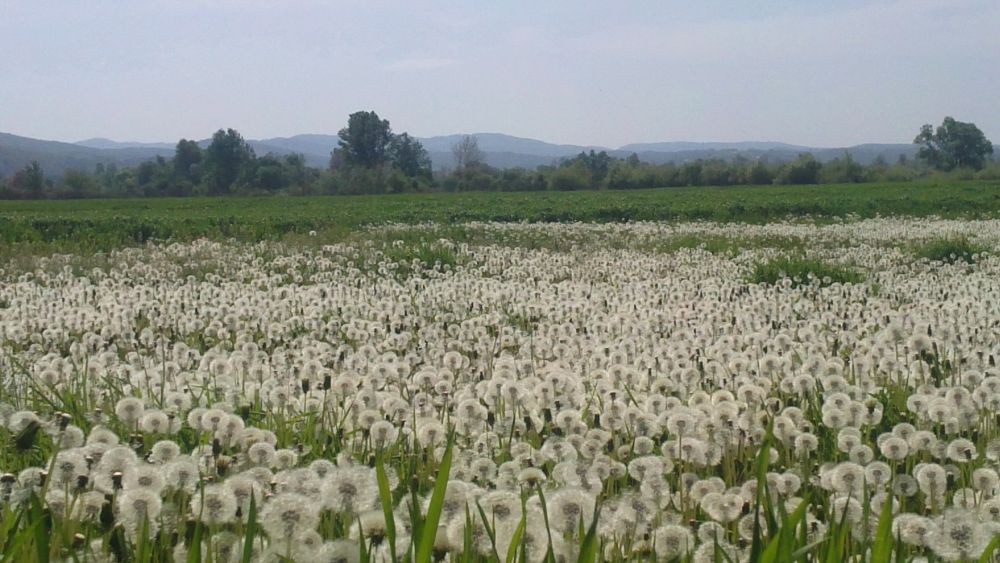 plazane