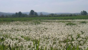 plazane