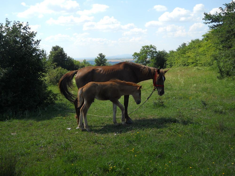 Konjići
