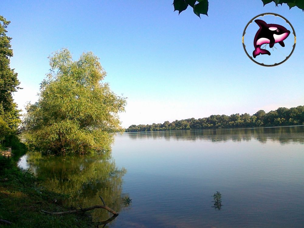 Sava