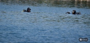 20-beogradski-triatlon-6452