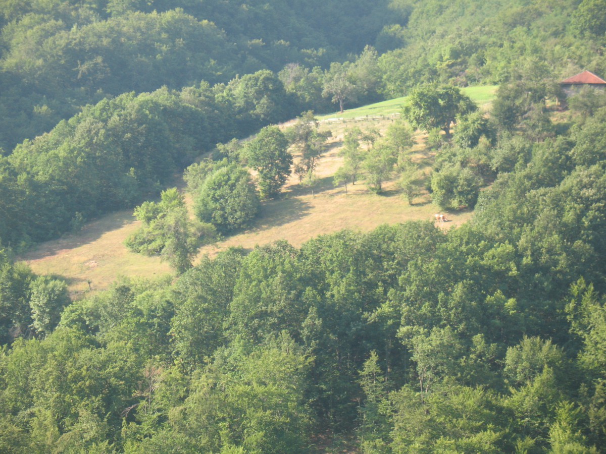 Vranje-Streser (Pera) (6)