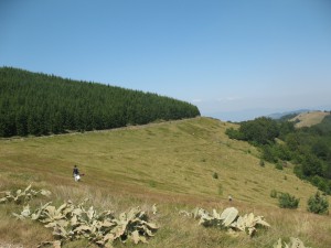 Vranje-Streser (Pera) (40)