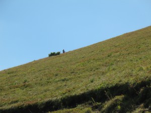 Vranje-Streser (Pera) (62)