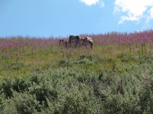 Vranje-Streser (Pera) (84)