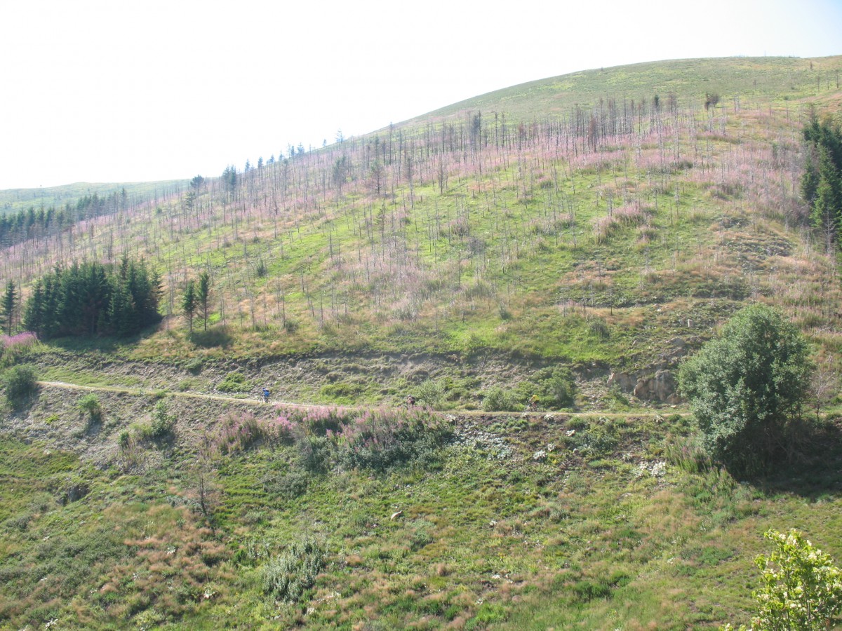 Vranje-Streser (Pera) (124)