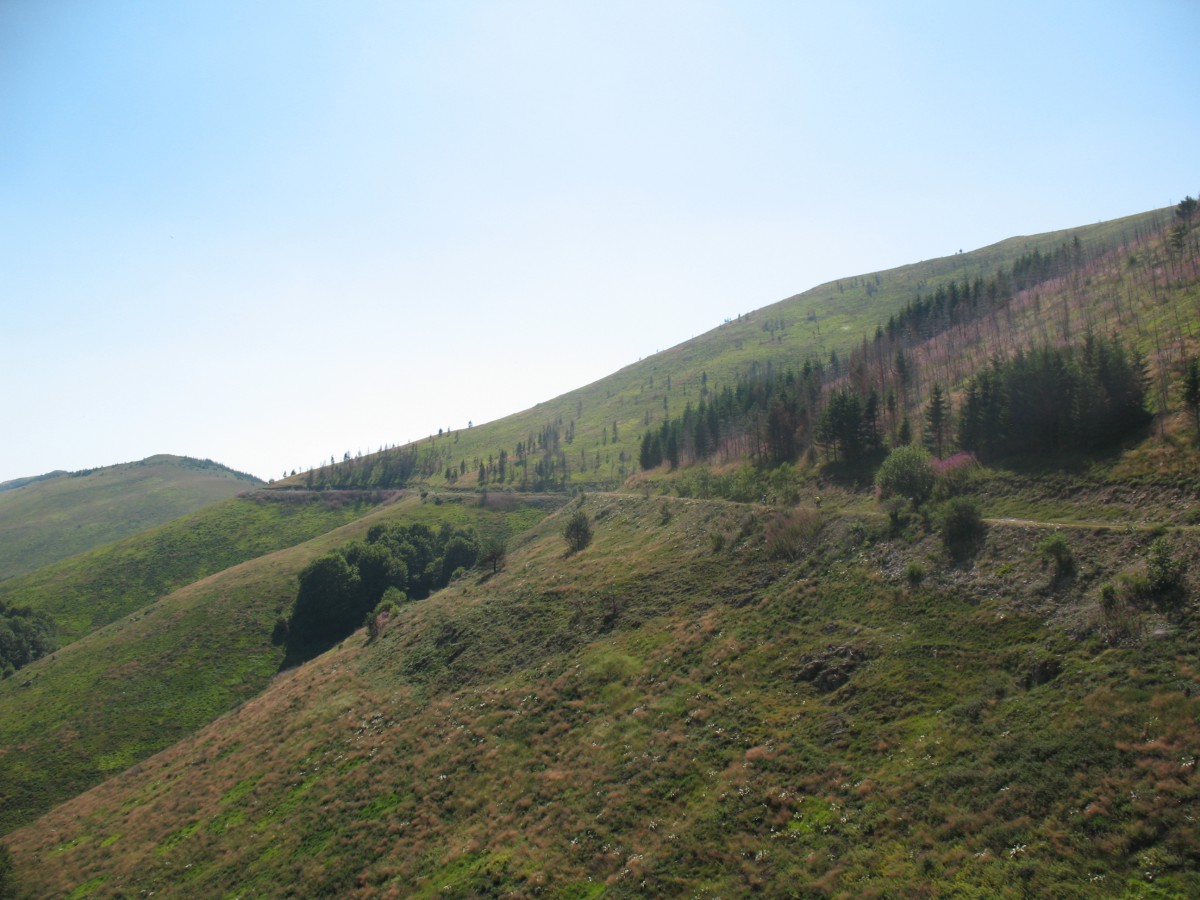 Vranje-Streser (Pera) (125)