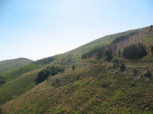 Vranje-Streser (Pera) (125)
