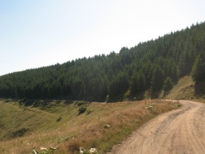 Vranje-Streser (Pera) (139)