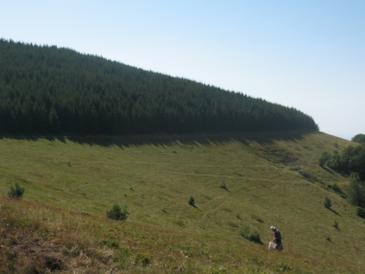 Vranje-Streser (Pera) (138)