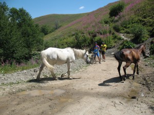 Vranje-Streser (Pera) (89)