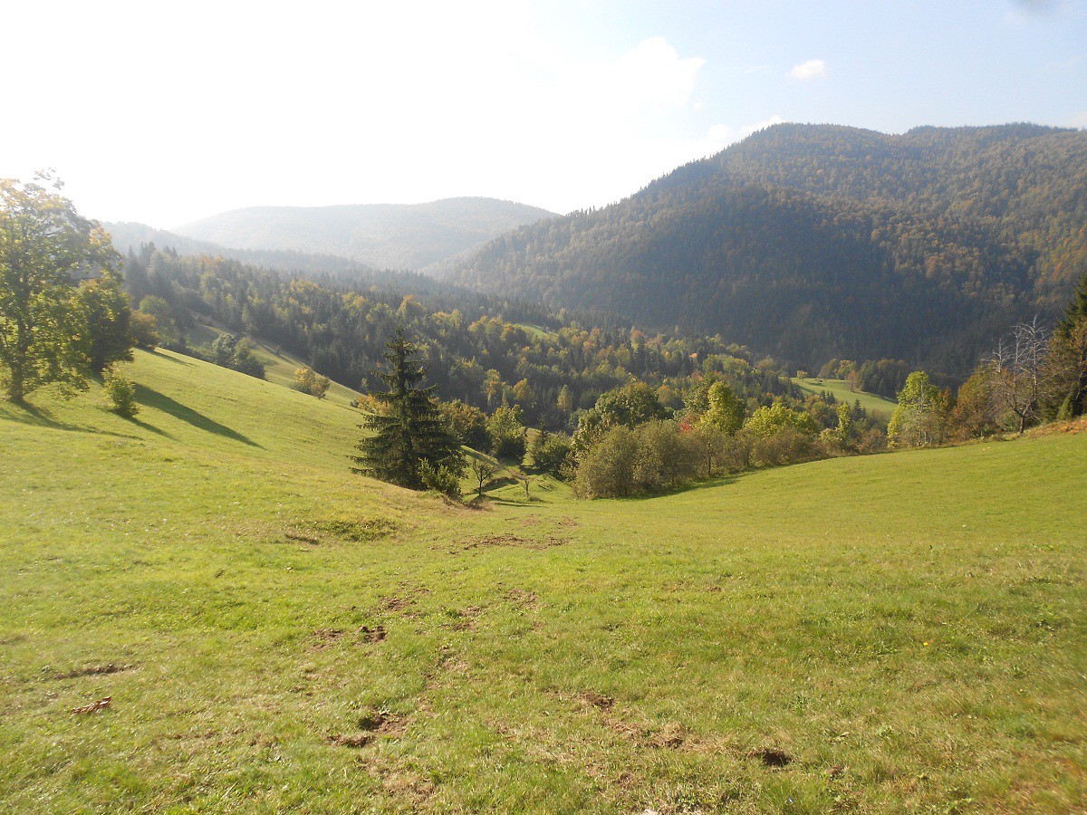izbor 6