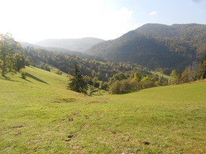 izbor 6