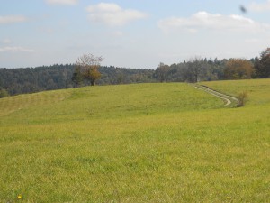 izbor 11