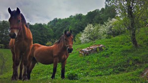 2013-05-06_13-34-25_HDR
