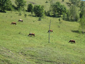 IMG_0335_resize