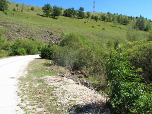 IMG_0339_resize