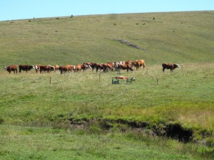 IMG_0340_resize