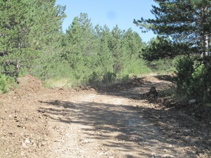 IMG_0369_resize