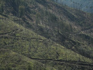 IMG_0407_resize