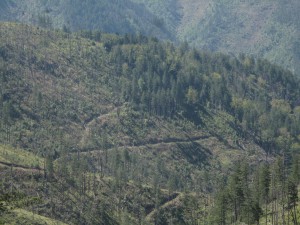 IMG_0409_resize